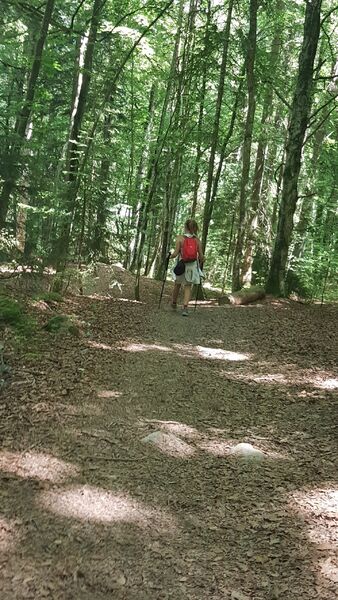 sentier pédestre : sentier forestier de Mayères