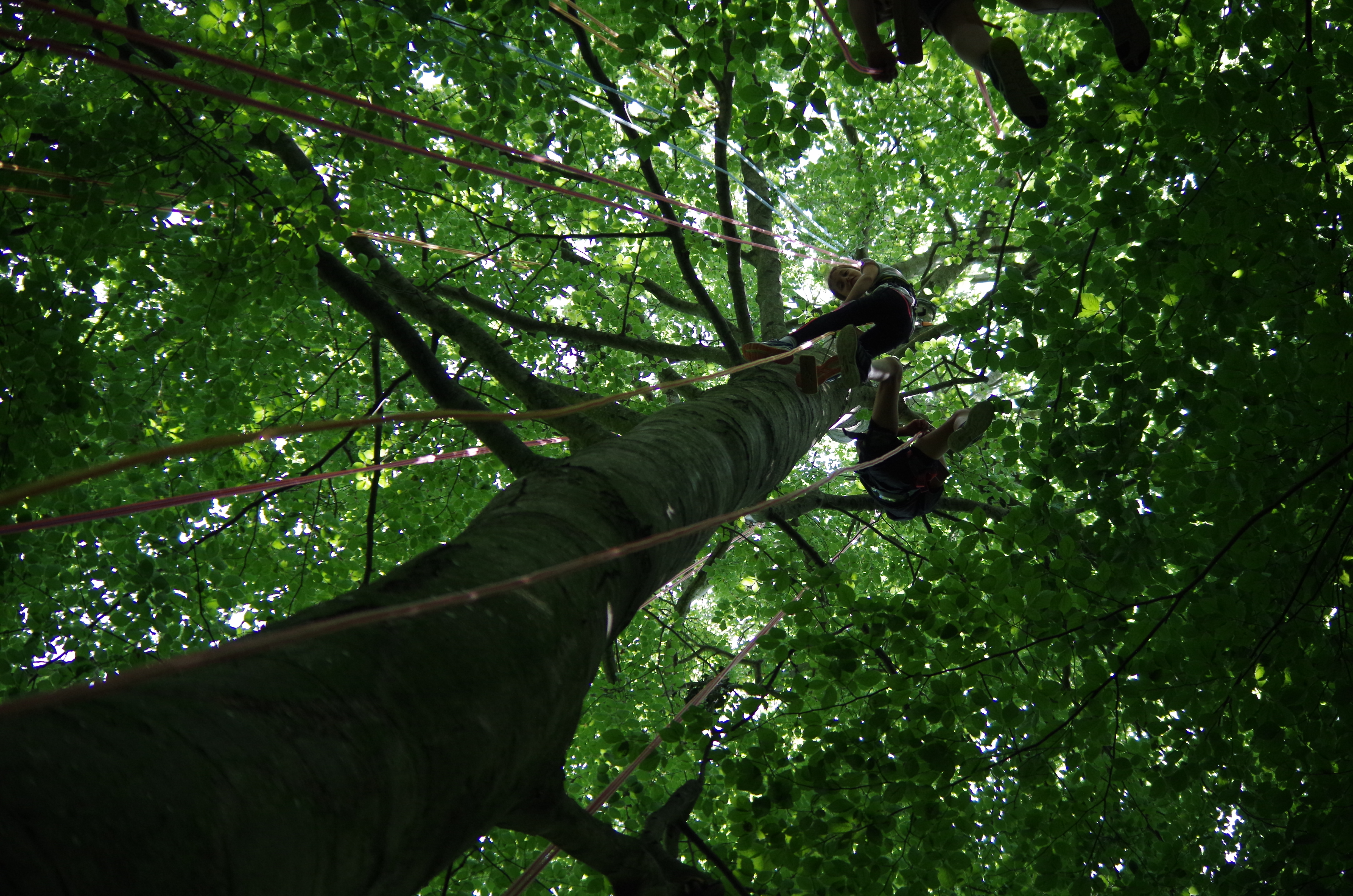 Grimpe d'arbre au Sapin blanc du Parc Saint Exupéry_Annonay