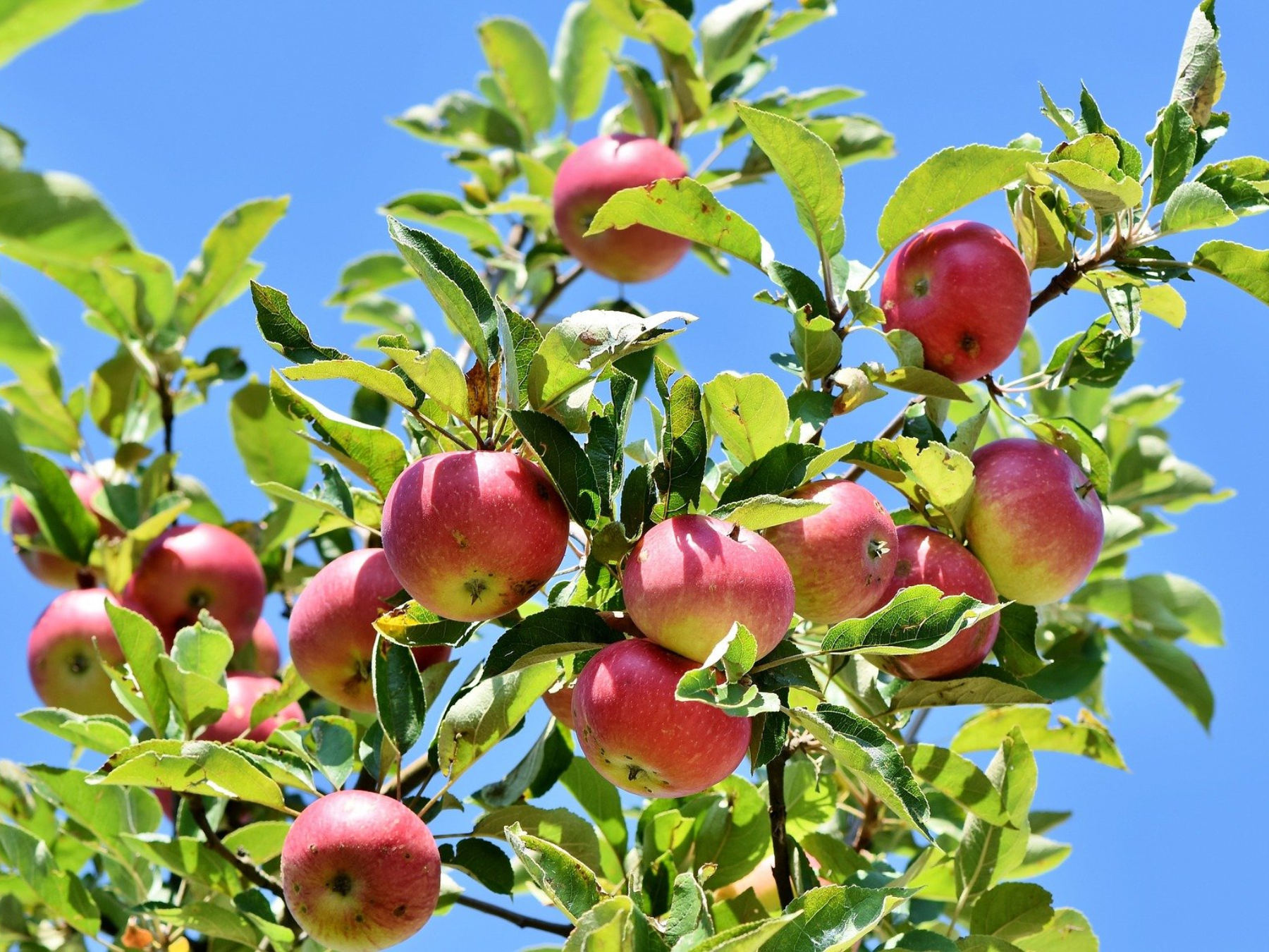 Les plantes aromatiques, médicinales, sauvages