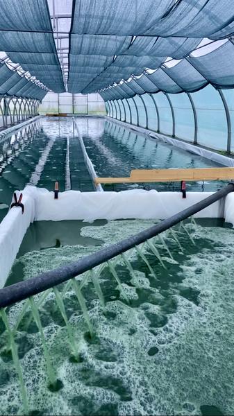 Spiruline Astrée_Trévoux