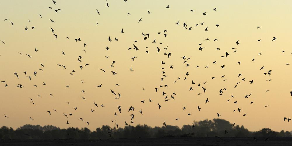 Ainmation - La migration des oiseaux à la baie de l'Aiguillon - EuroBirdwatch