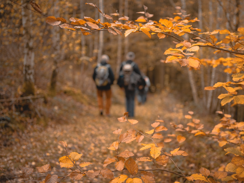 2 personnes en randonnée dans la forêt
