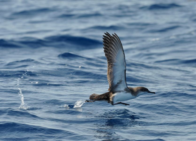 Puffin yelkouan au décollage