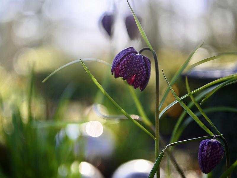 fleurs-découverte-jardin