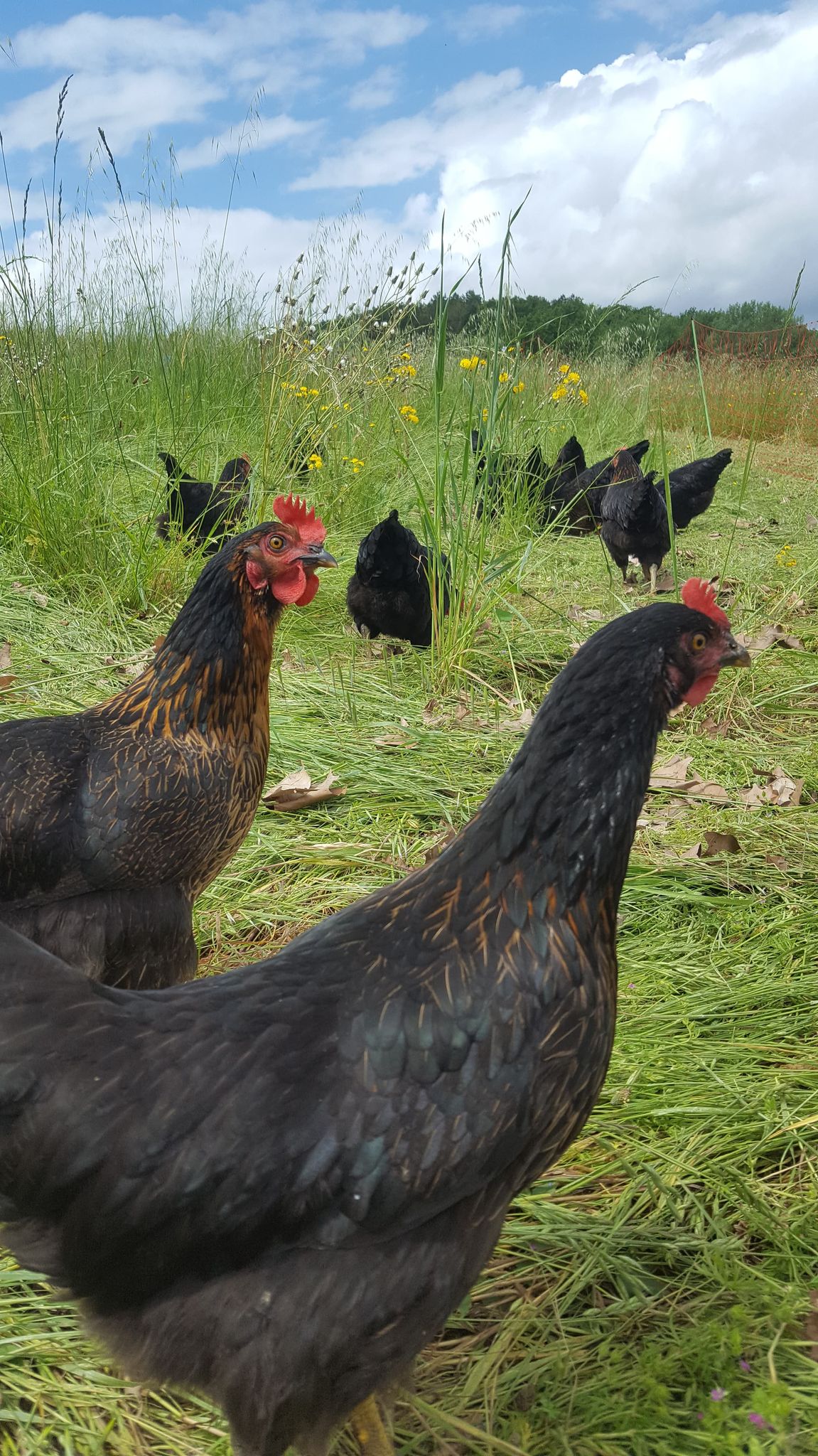 poulettes