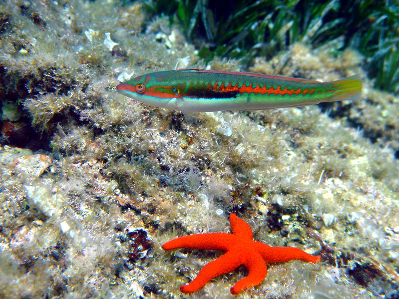 Espace Mer Club de plongée Hyères presqu'île de Giens Tour Fondue