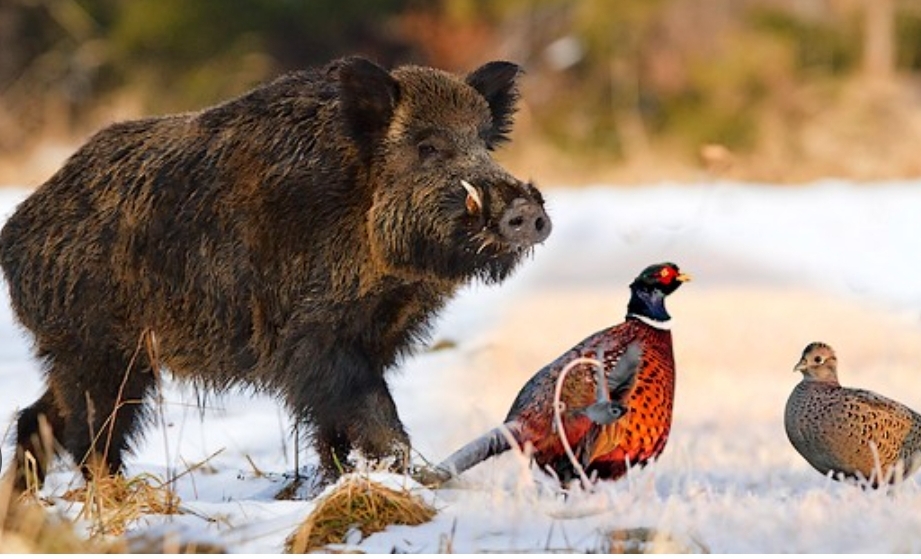 Association Communale de Chasse Agréée (ACCA)