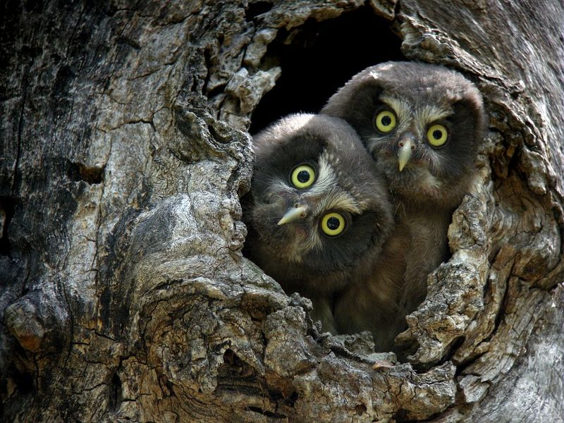 Parc National des Ecrins secteur Haute Romanche