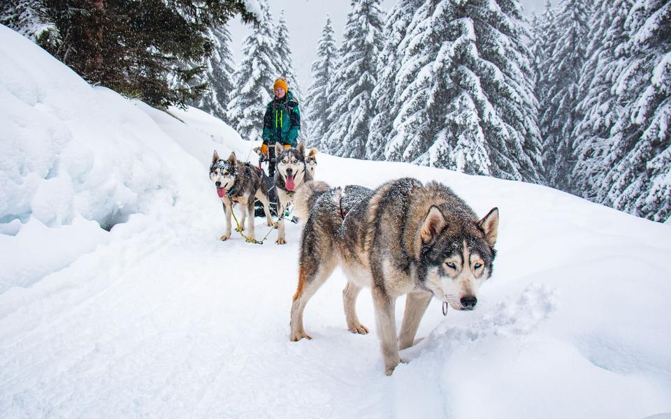 Conduite d'attelage avec des chiens de traîneau