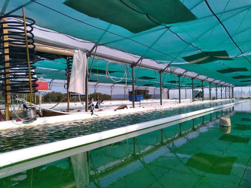 Les bassins de culture