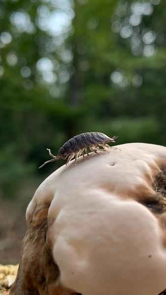 cloporte sur un champignon
