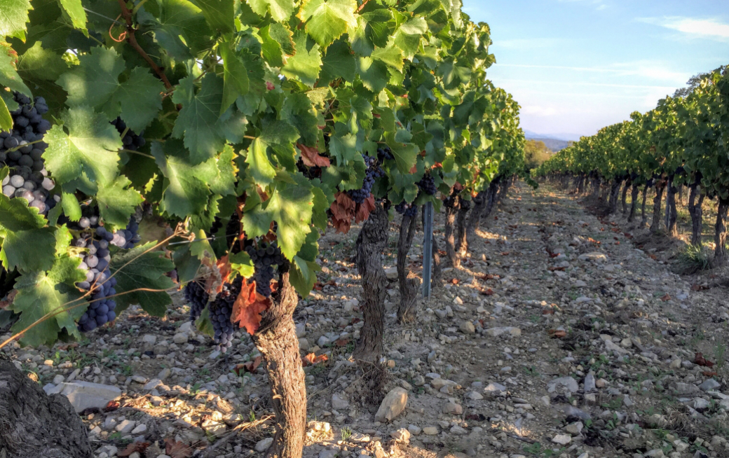 Visite domaine Selve 3