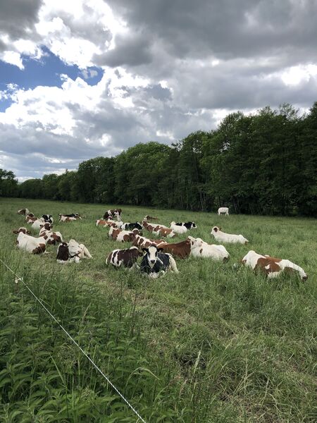 Dans les plaines franco-suisse