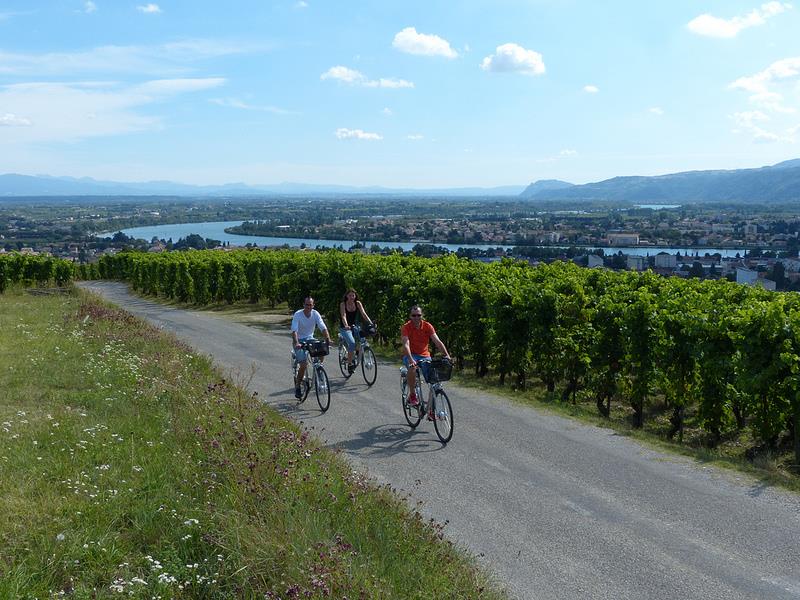 Vélo électrique dansles vignes