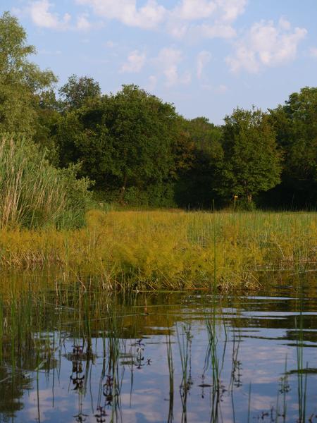 Étang de Chalignieu