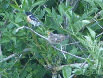 oiseaux découverte de la biodiversité