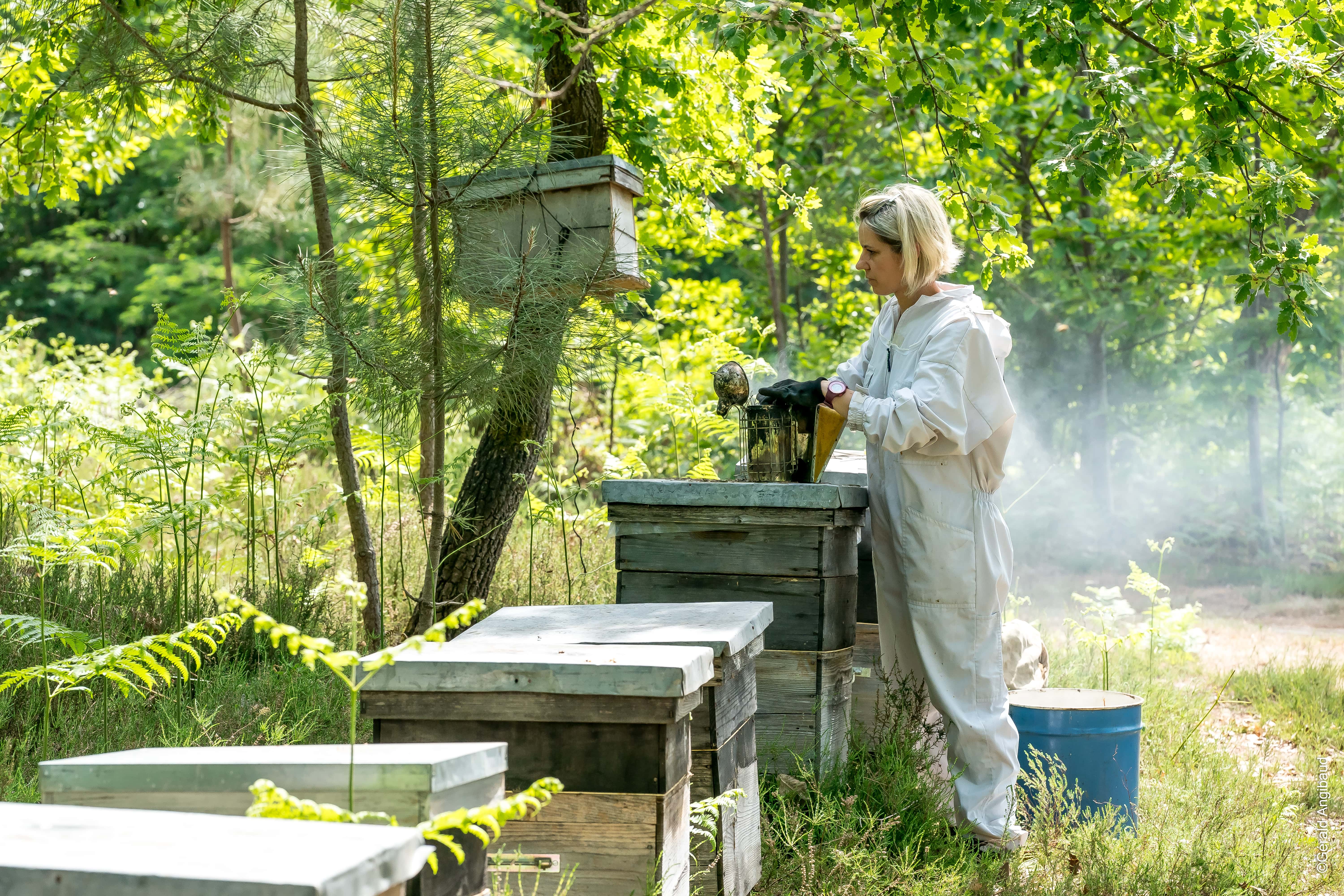Miel de Ronce - Miels Girard, apiculteur dans le Val de Loire