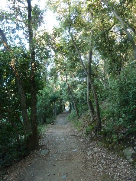 Sentier en sous-bois