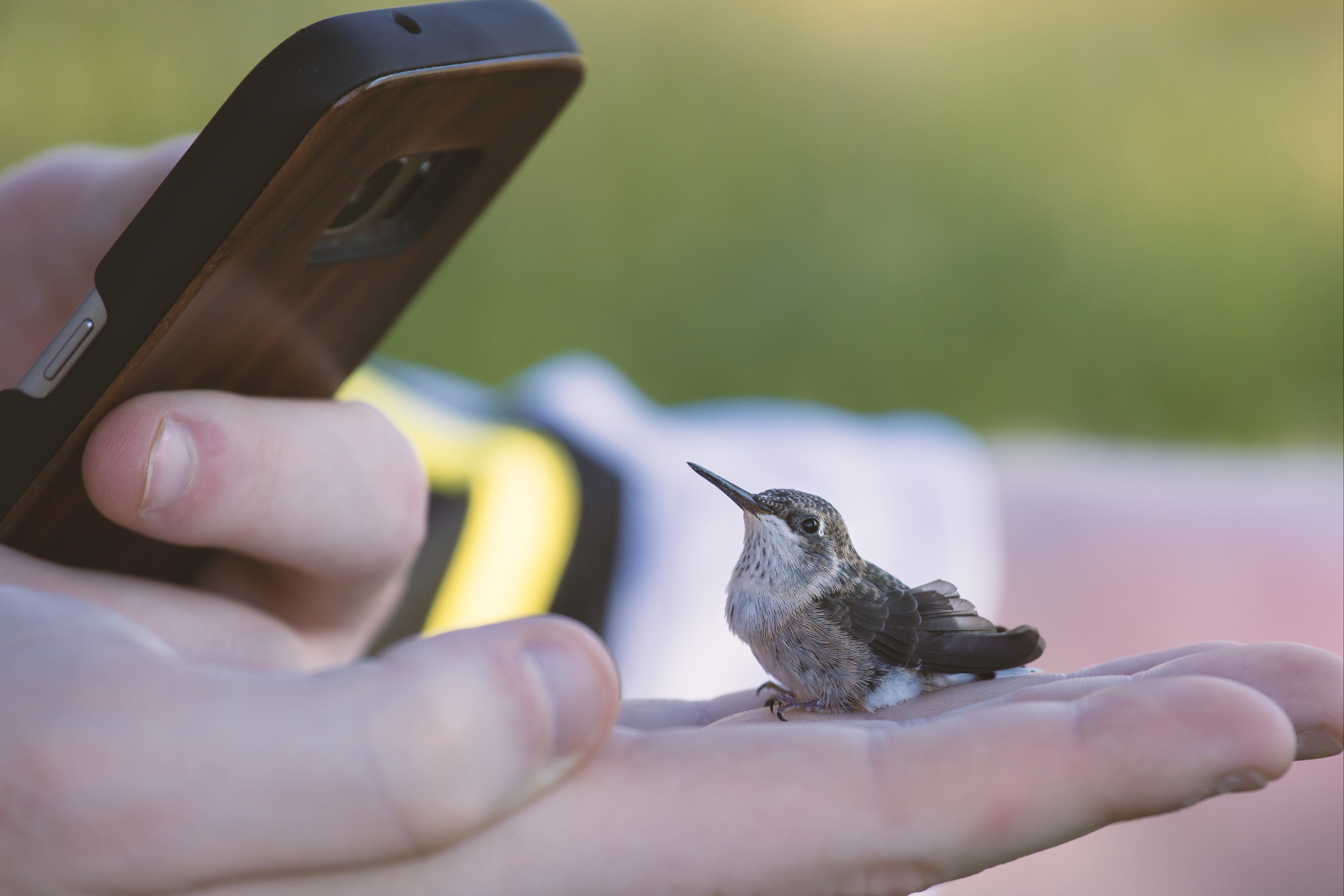 Ecouter les oiseaux avec Merlin ID