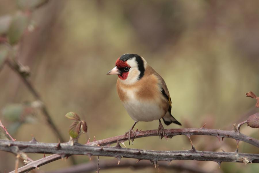 Animation nature sur les ENS : découverte des oiseaux de la forêt et du jardin_Arandon-Passins-Balcons du Dauphiné