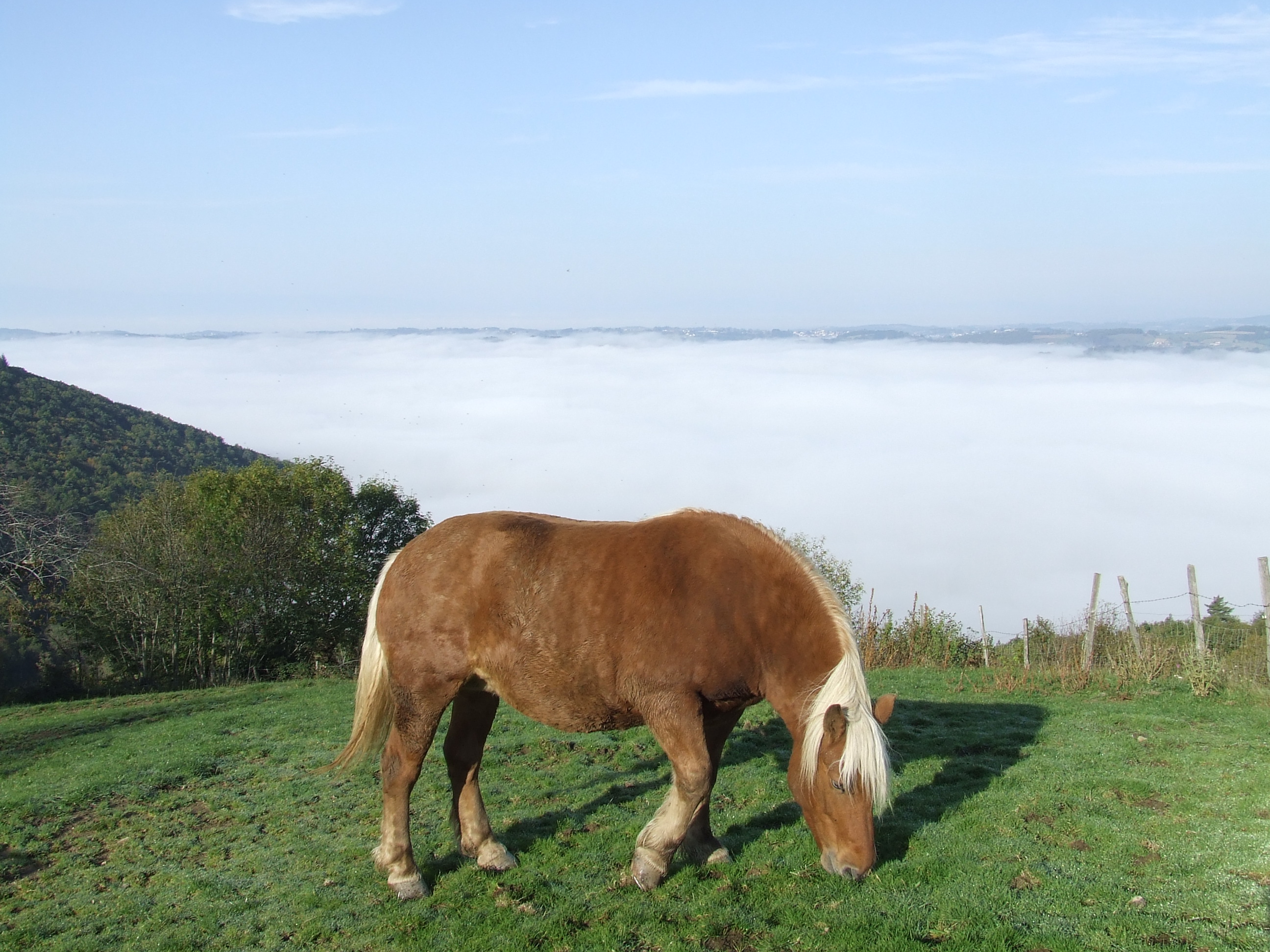 Le cheval au dessus du brouillard