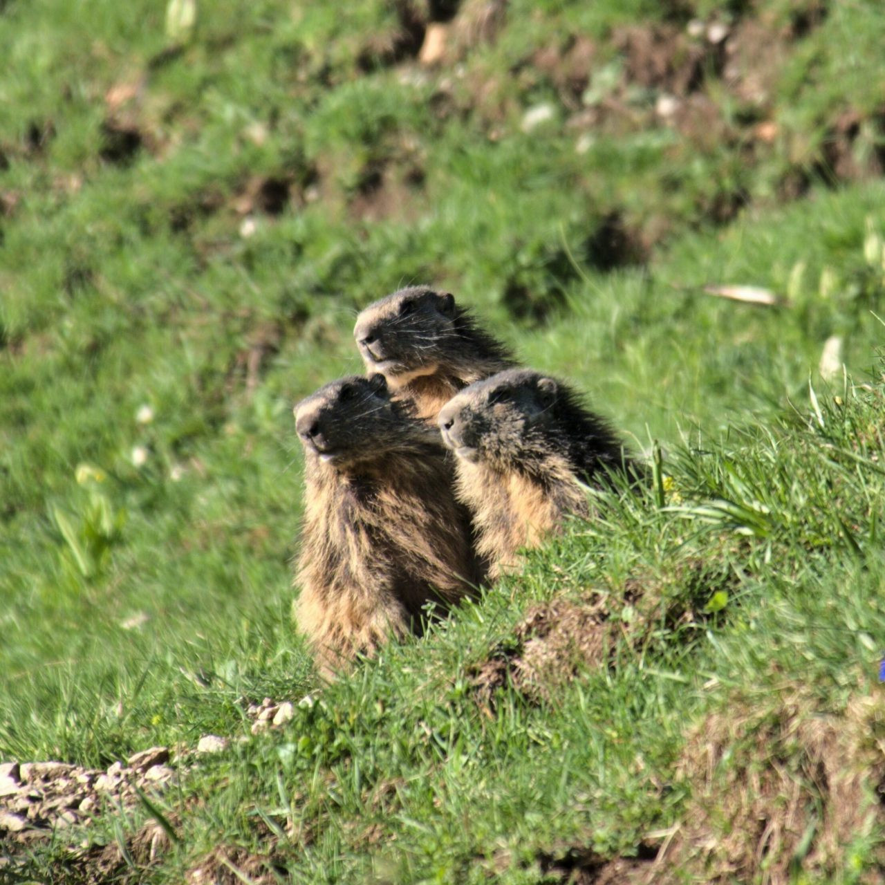 Les animaux du Vercors