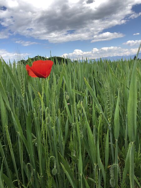 Le printemps