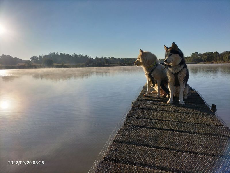 Team Willo cani rando Ain