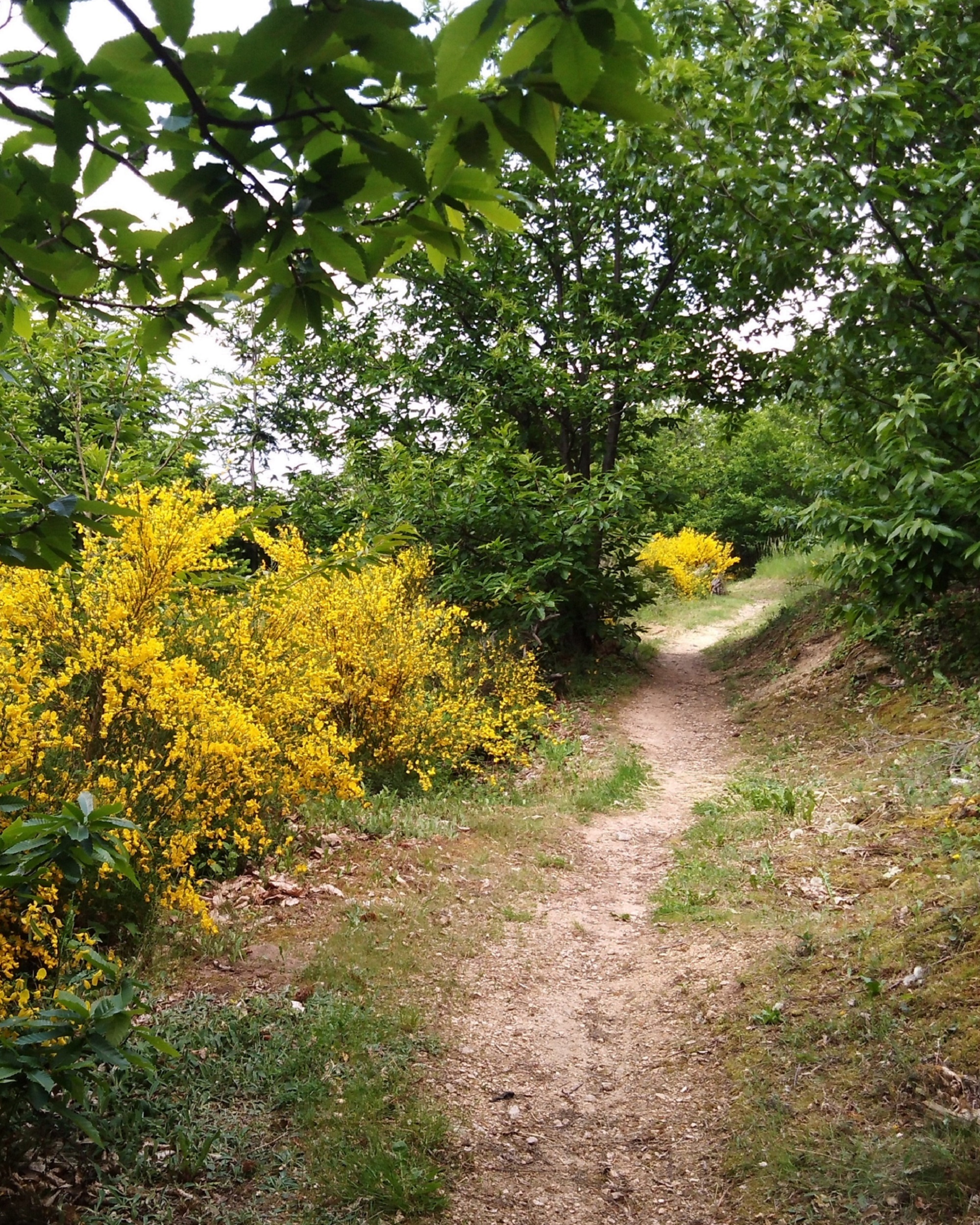 chemin en forêt