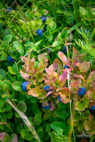 Des myrtilles