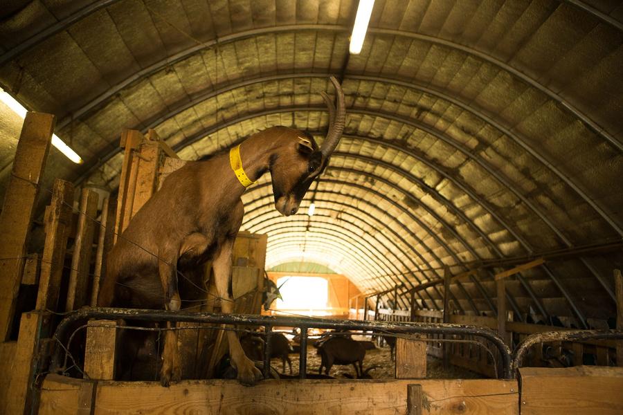 Montpezat-sous-Bauzon - Ferme du Clos de Bonnaud - dans la chevrerie Montpezat-sous-Bauzon - Ferme du Clos de Bonnaud - dans la chevrerie