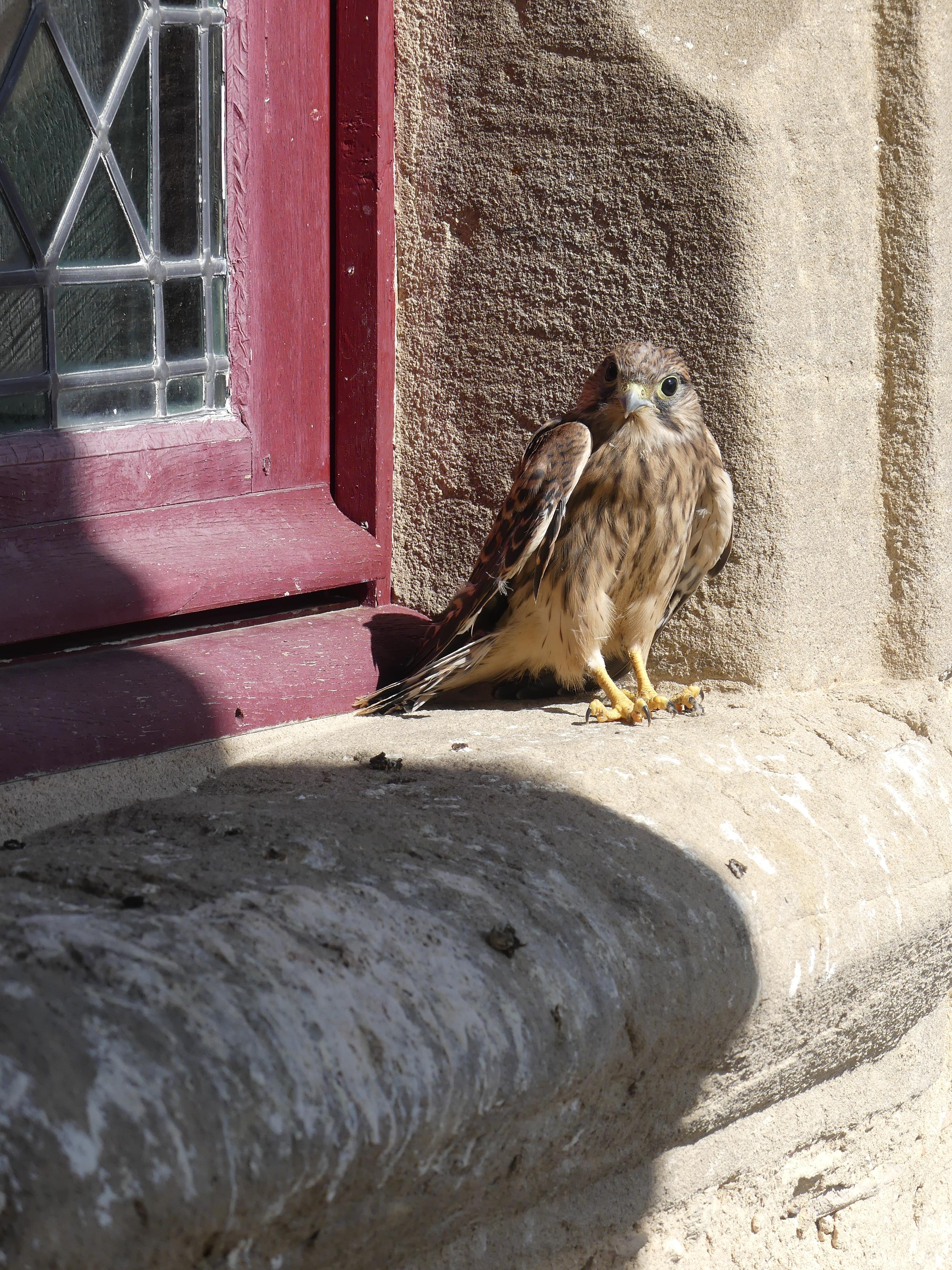 Balade ornithologique à la découverte des oiseaux du printemps_Saint-Antoine-l'…