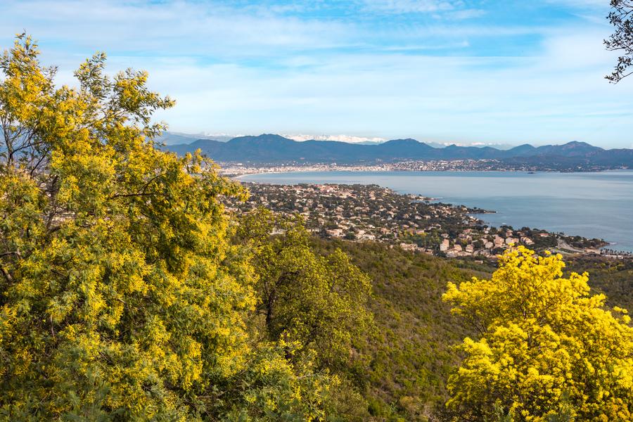Le mimosa au cœur des Petites Maures_Les Issambres (Roquebrune sur Argens)