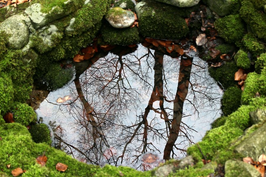 nature-g09bda8c92_1920