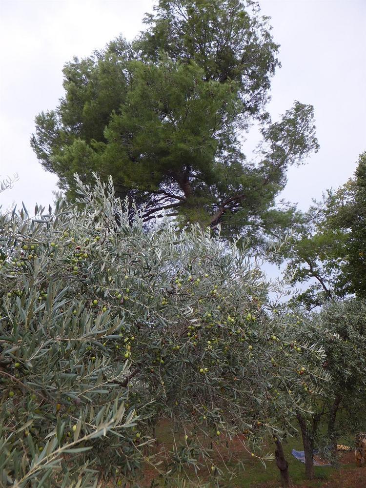Le Clos Des Oliviers et la Tour, Saint-Cannat - photo 5