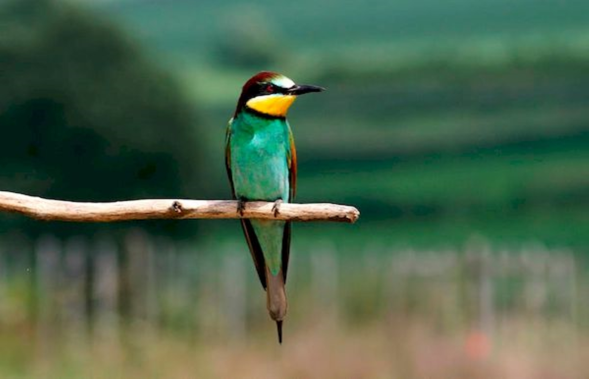 Sortie Lo Parvi : le guêpier d'Europe