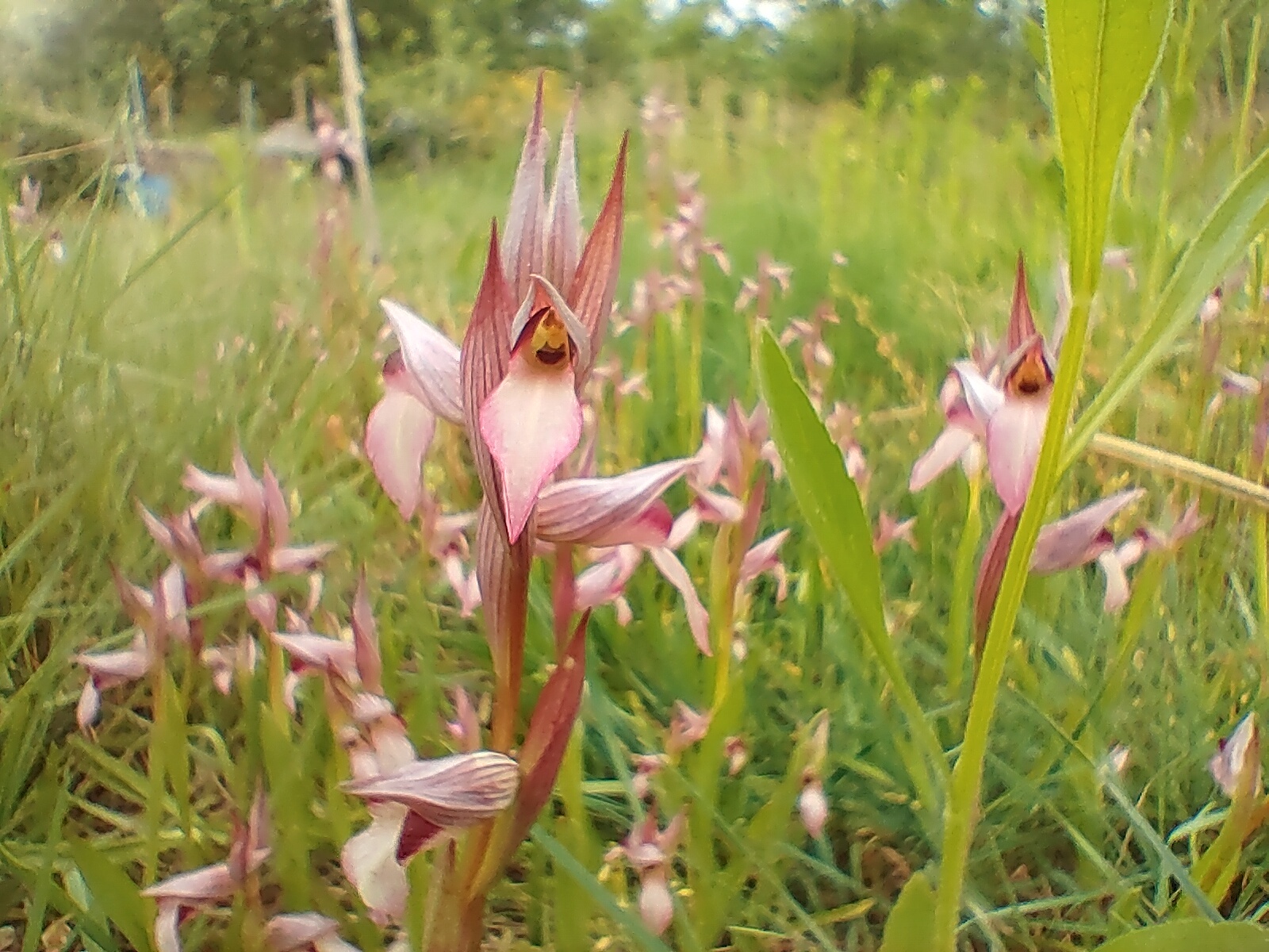Conférence et atelier : Accueillir la biodiversité au jardin