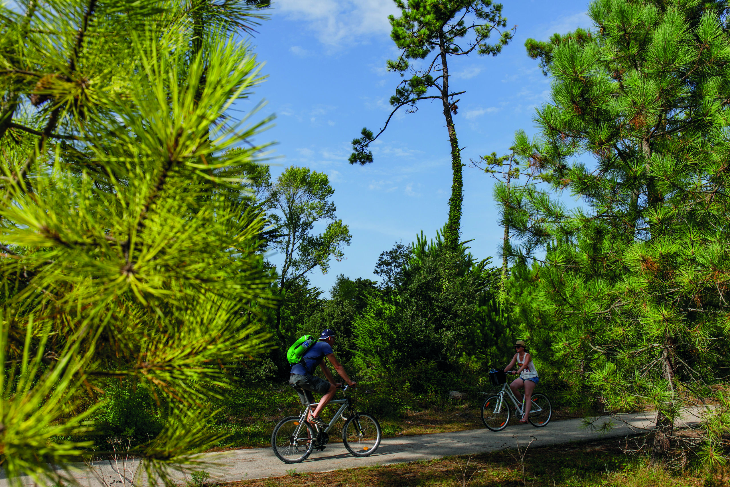 Le chemin de la forêt à vélo