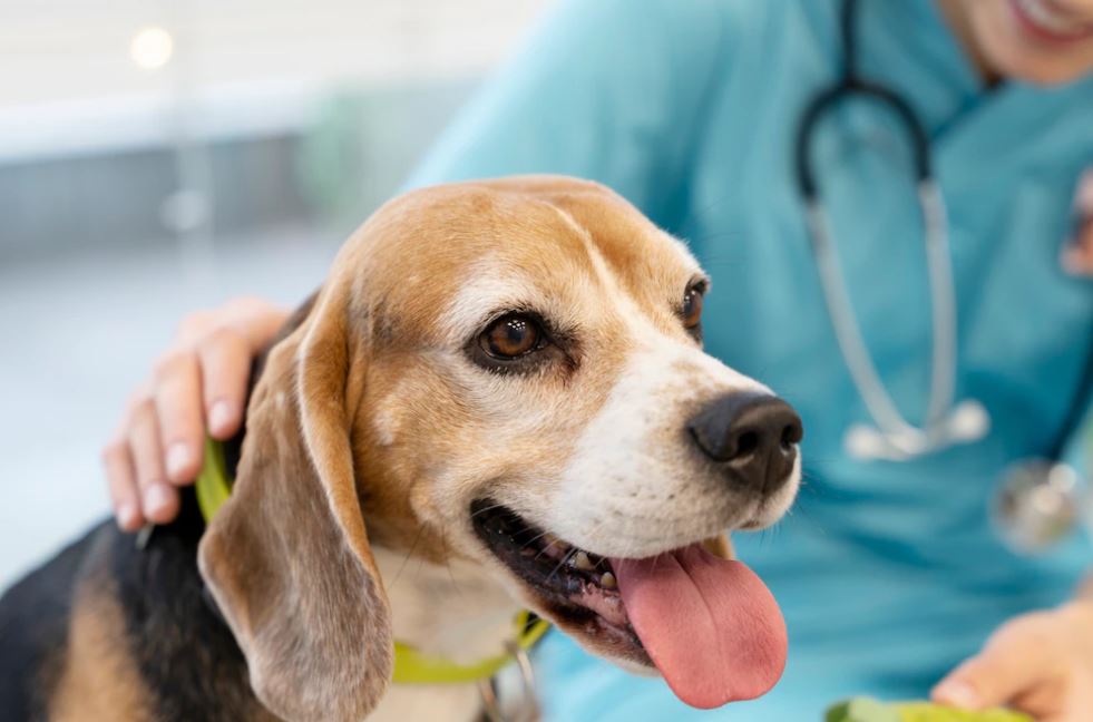 Clinique vétérinaire du marais