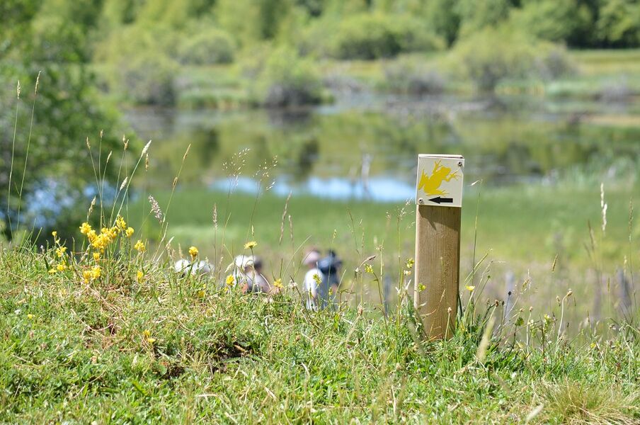 Brujaleine peat bogs - from Chavagnac