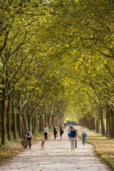 Allée royale du bois de Vincennes 