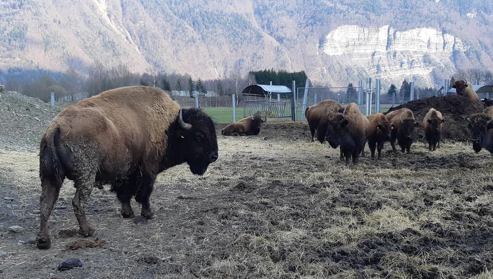 Visite de la ferme aux bisons