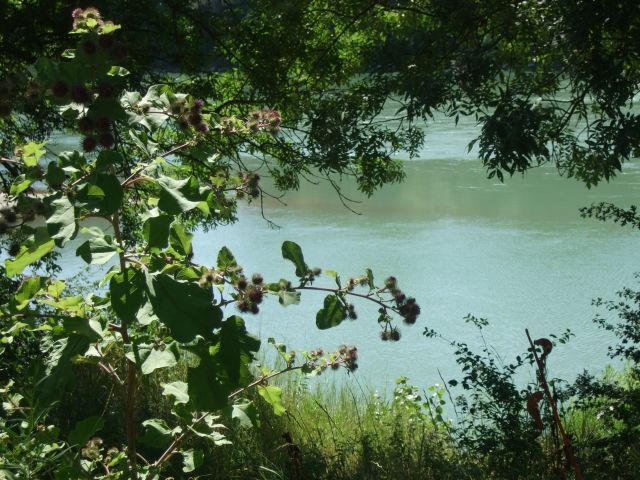 Iles et lones du Rhône