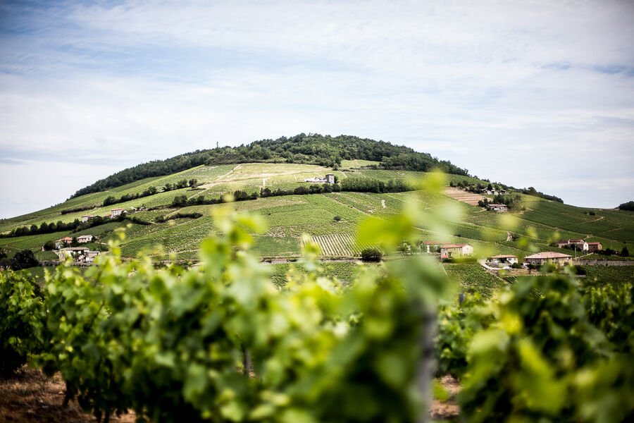Domaine Nicolas Boudeau