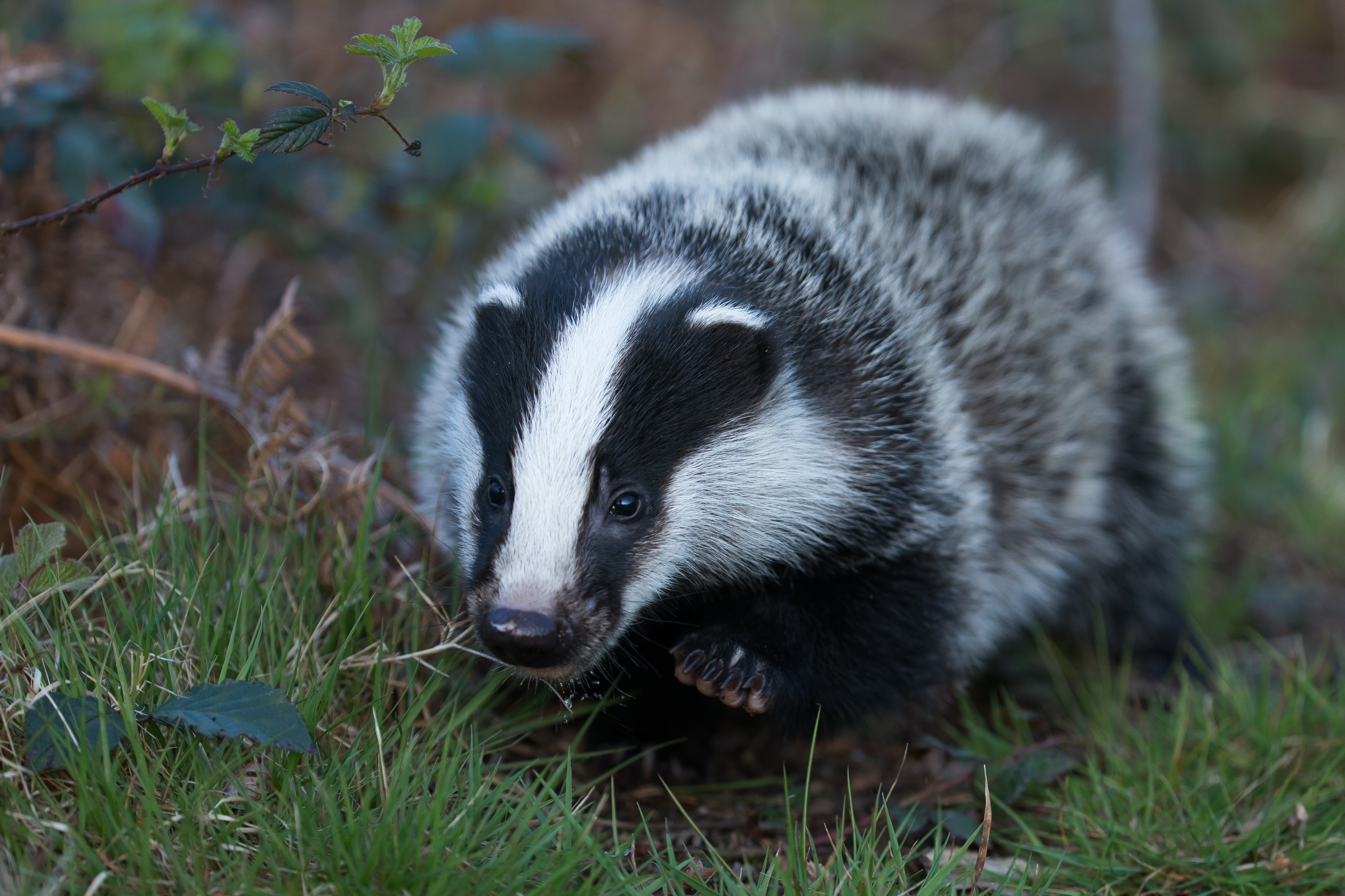 Découverte des animaux de la forêt