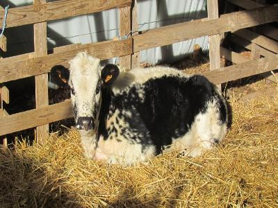 La Ferme de Clémence — photo 2