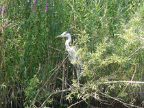 Parc de Vaugrenier - Villeneuve-Loubet