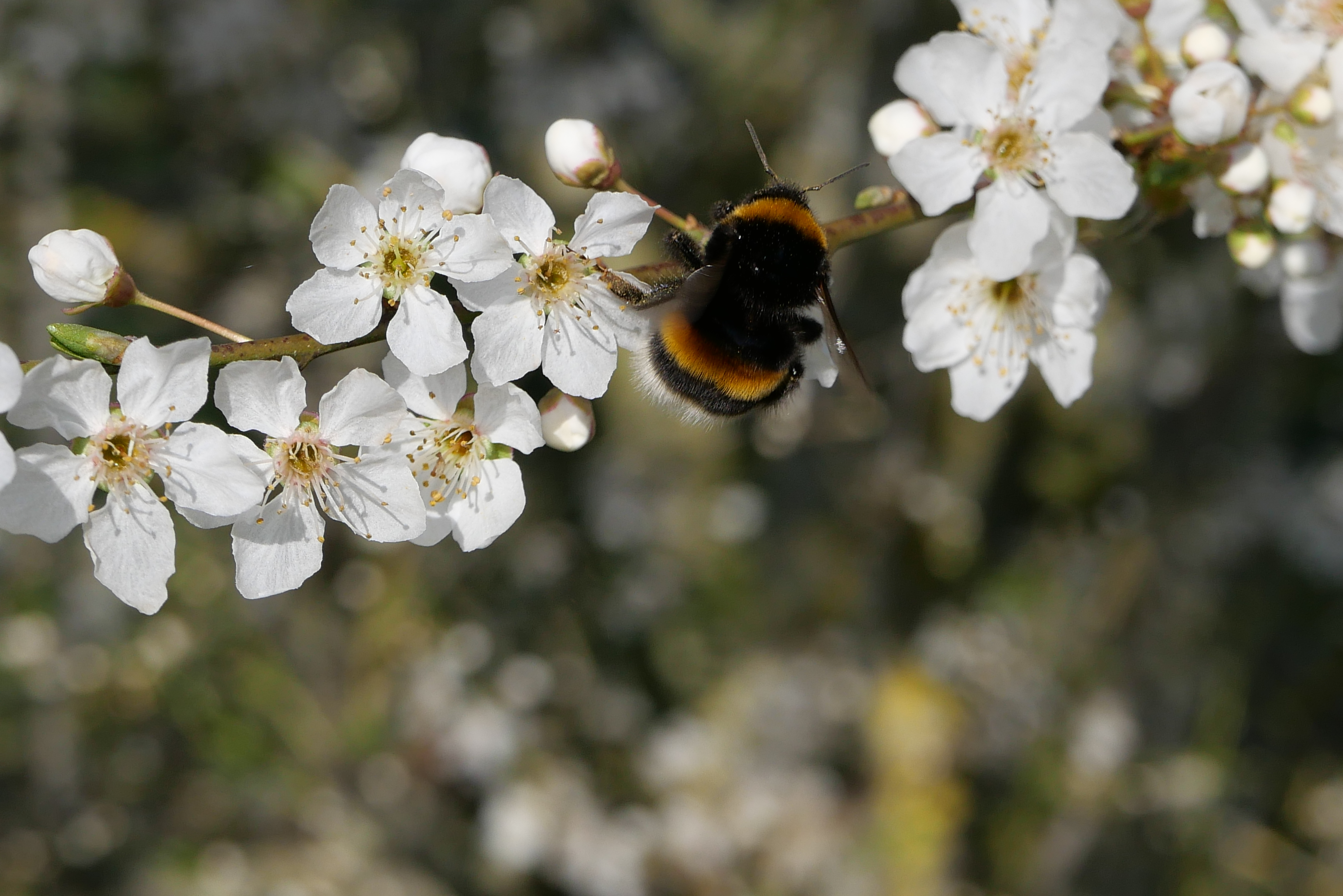 Chemins d'abeilles