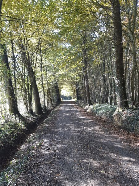 Bresse Vallons - Etangs de Bizadan et de But - Voie royale