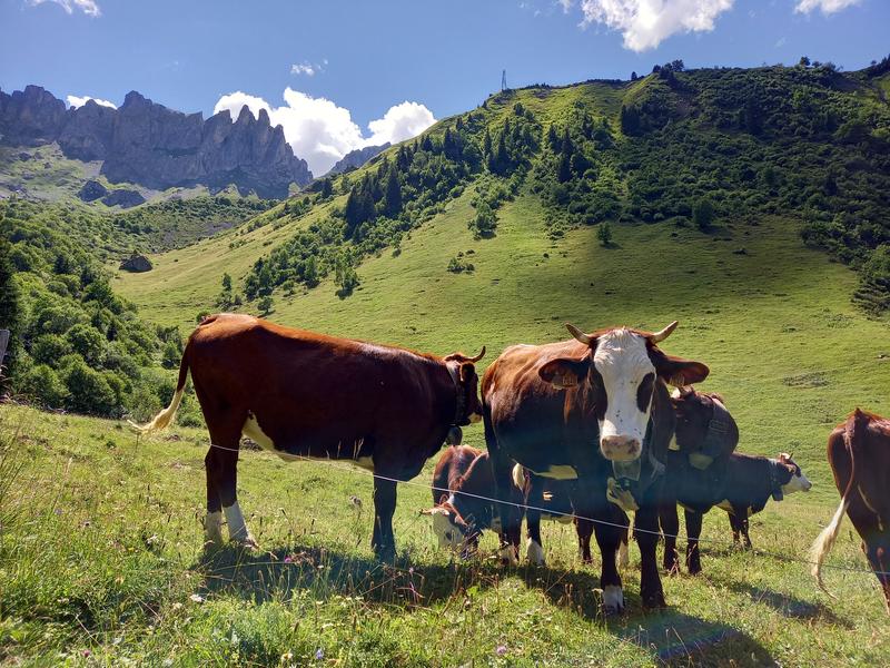 Les alpages sont à la page_Les Contamines-Montjoie